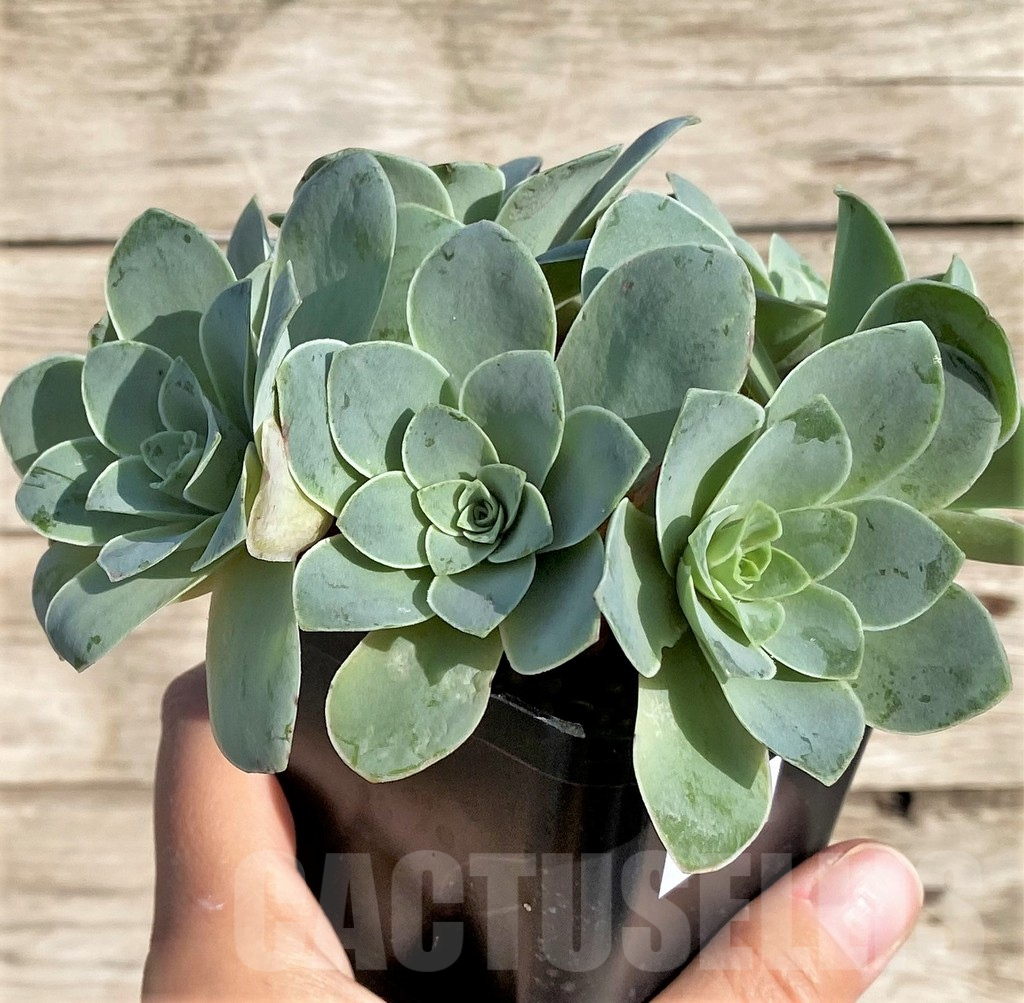 SHPR34162 Greenovia sp. - 画像 (2)