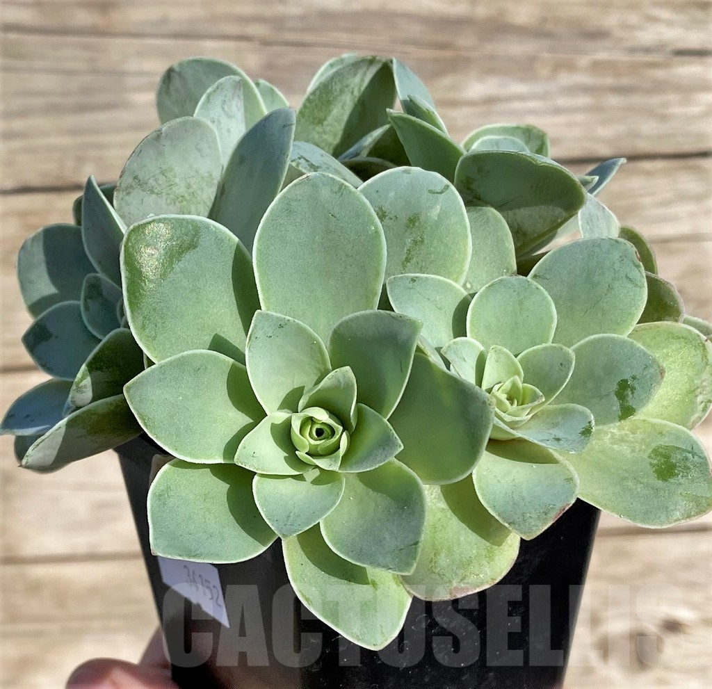 SHPR34162 Greenovia sp.