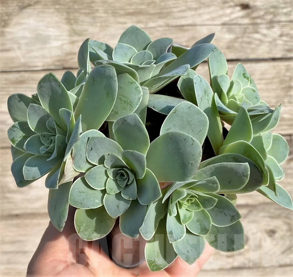 SHPR34162 Greenovia sp. - 画像 (3)