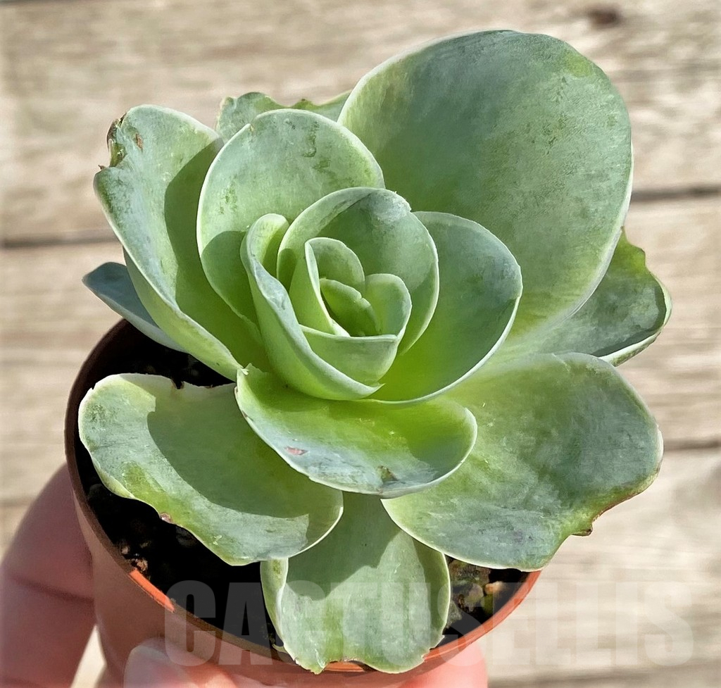 SHPR34164 Greenovia sp. - 画像 (3)