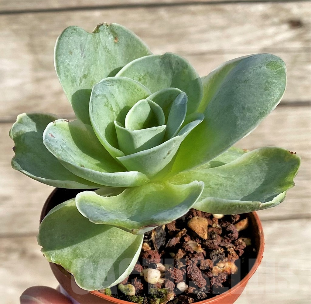 SHPR34164 Greenovia sp. - 画像 (2)