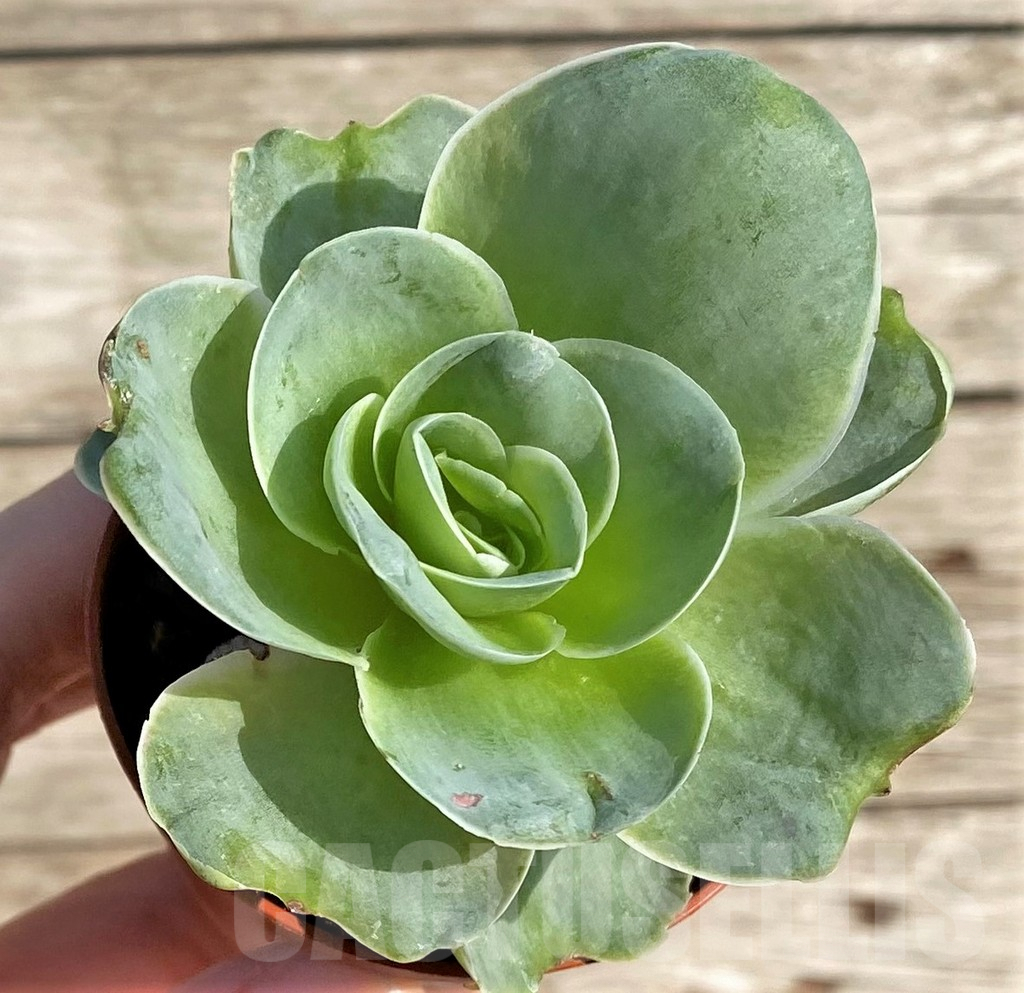 SHPR34164 Greenovia sp.