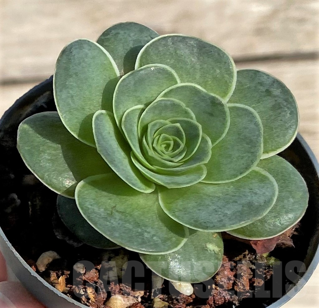 SHPR34165 Greenovia sp. - 画像 (2)