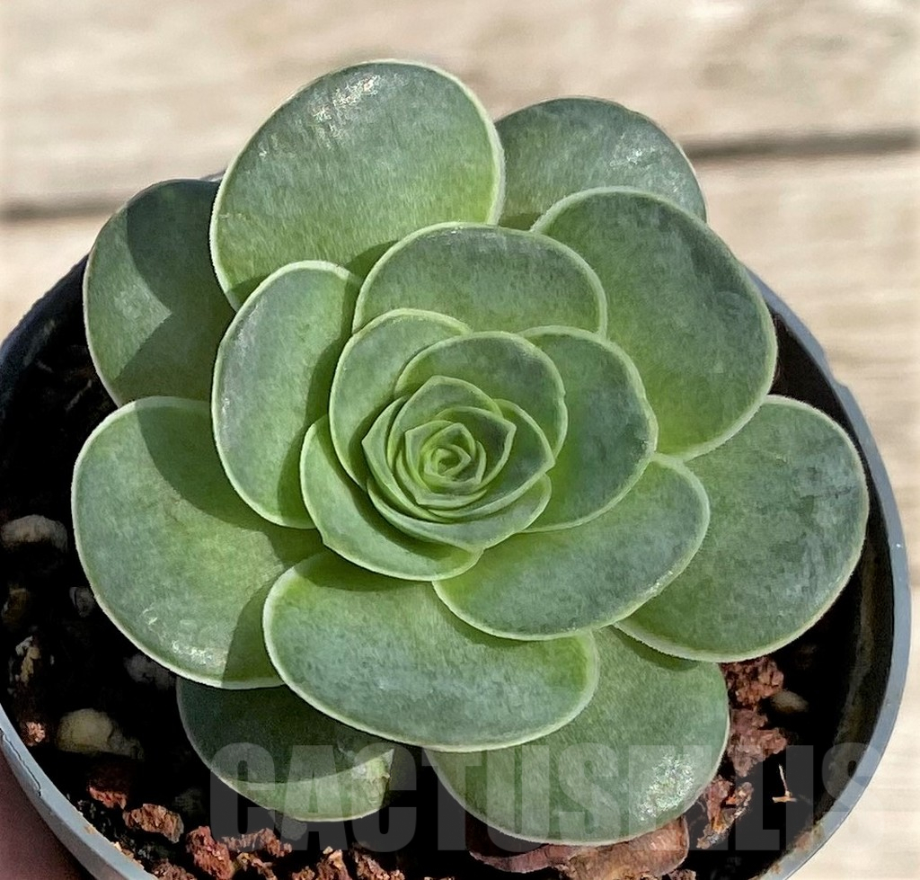 SHPR34165 Greenovia sp.