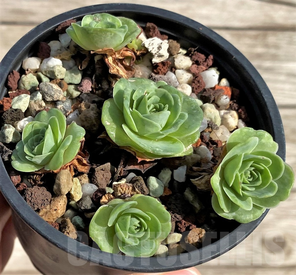 SHPR34166 Greenovia sp.