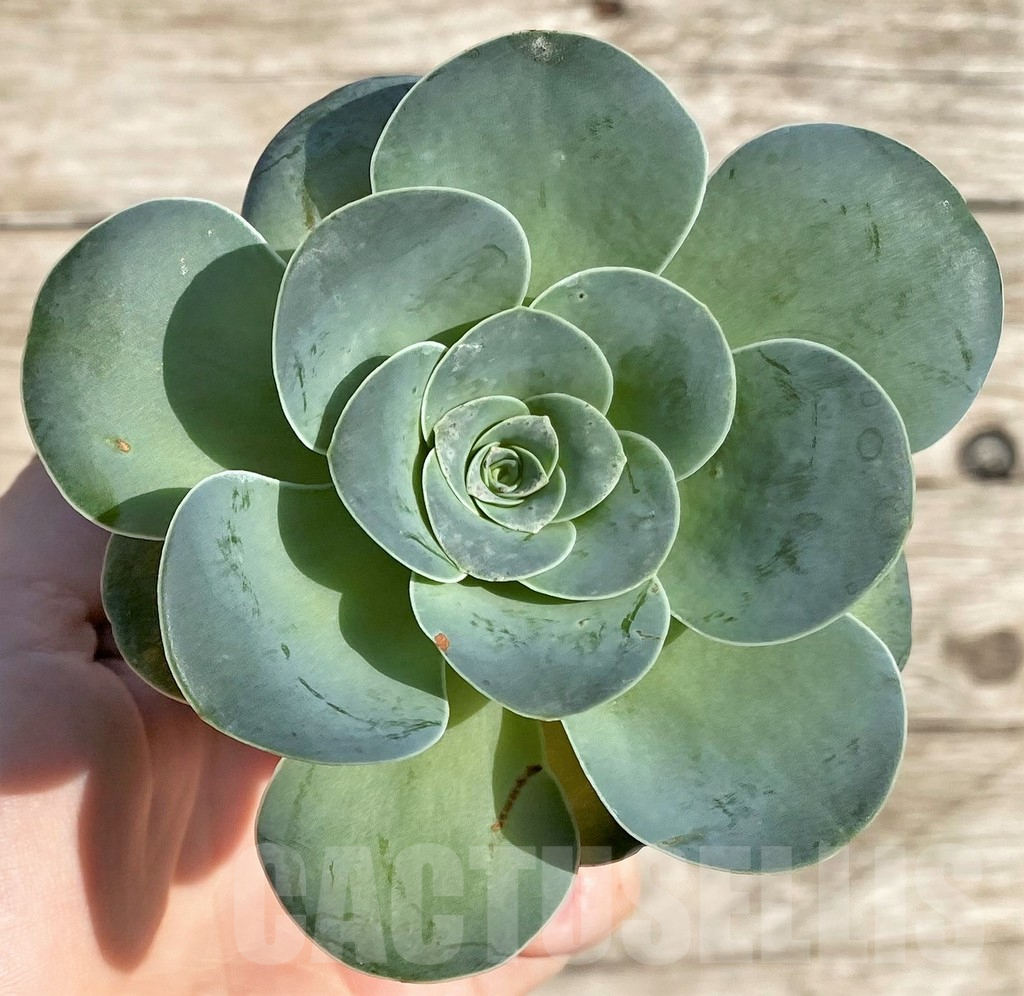 SHPR34167 Greenovia sp.