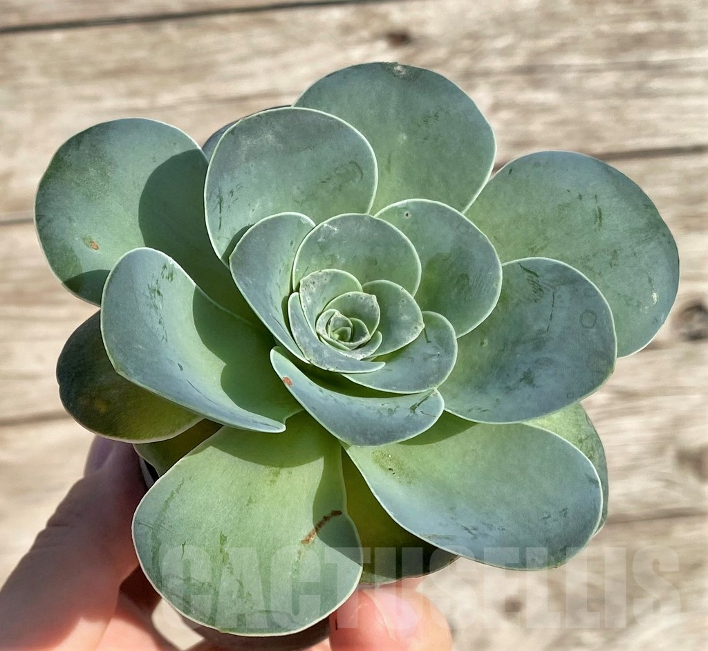 SHPR34167 Greenovia sp. - immagine 2