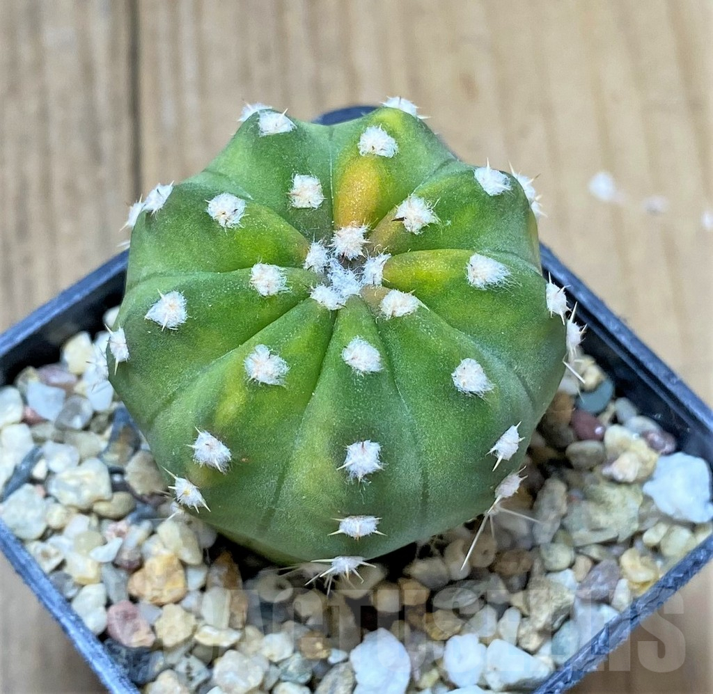 SHPR34243 Echinopsis hybrid f. variegata - Image 2