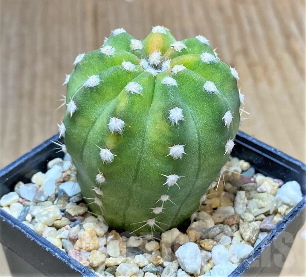 SHPR34243 Echinopsis hybrid f. variegata - Image 3