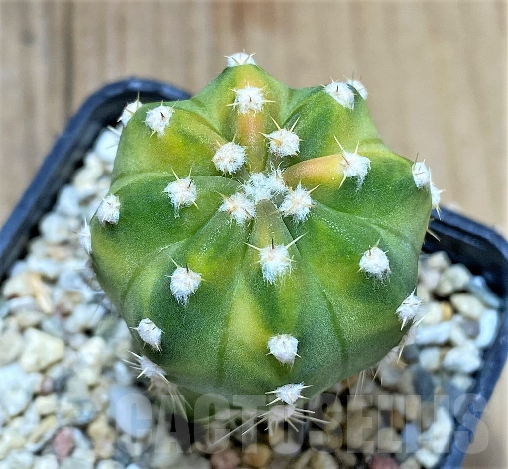 SHPR34244 Echinopsis hybrid f. variegata - immagine 2