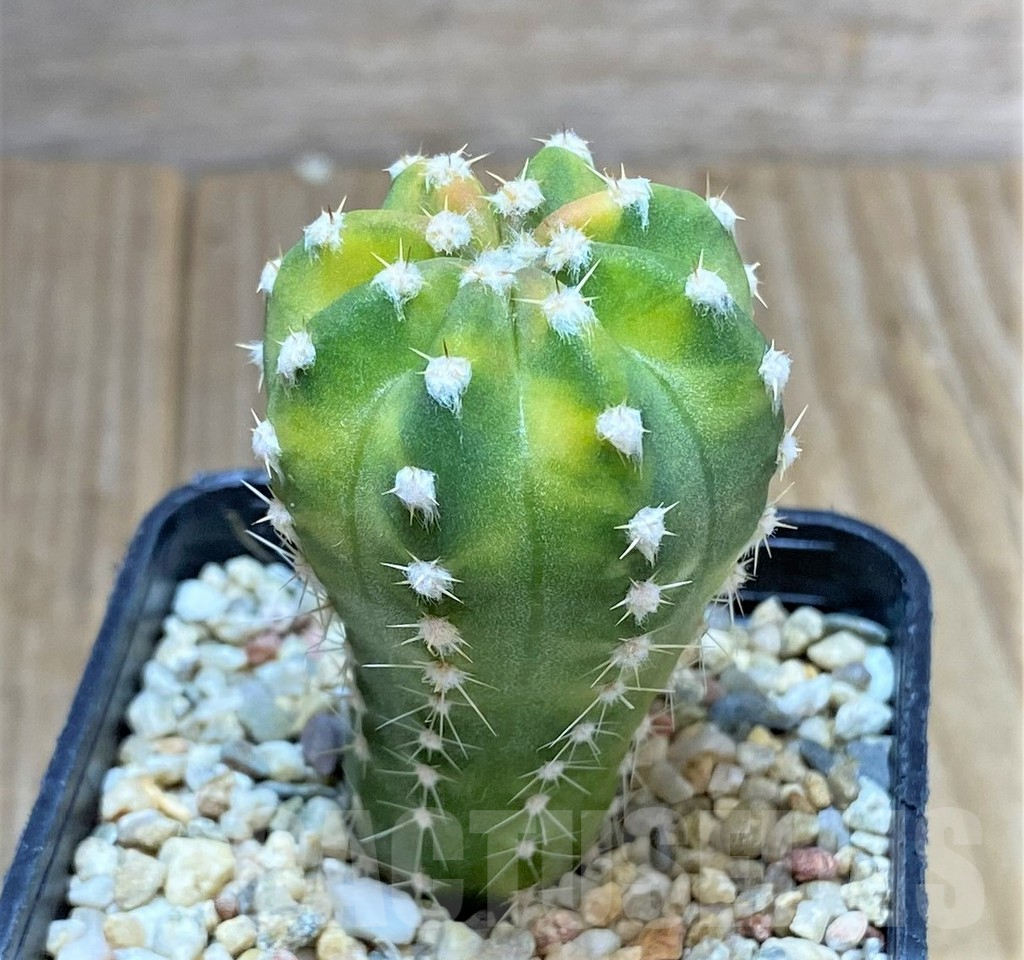 SHPR34244 Echinopsis hybrid f. variegata - immagine 3
