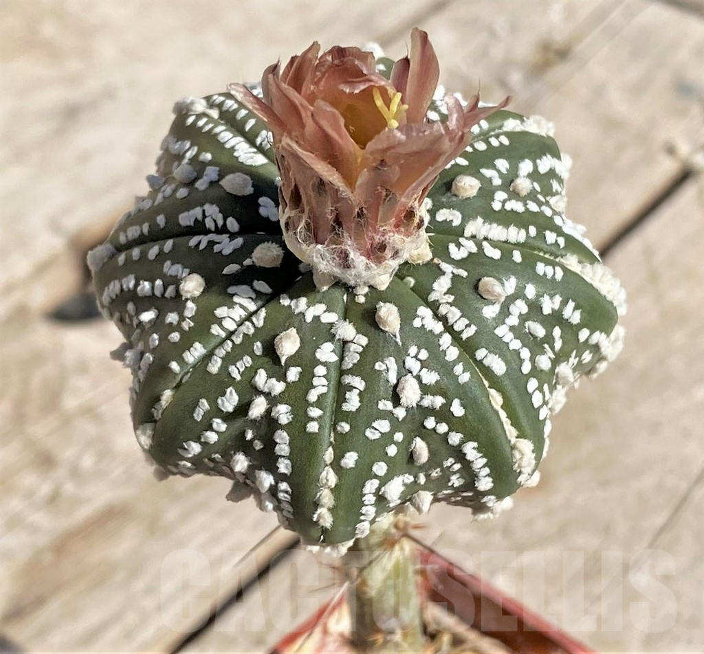 SHPR34242 Astrophytum asterias 'Star shape', grafted - immagine 2
