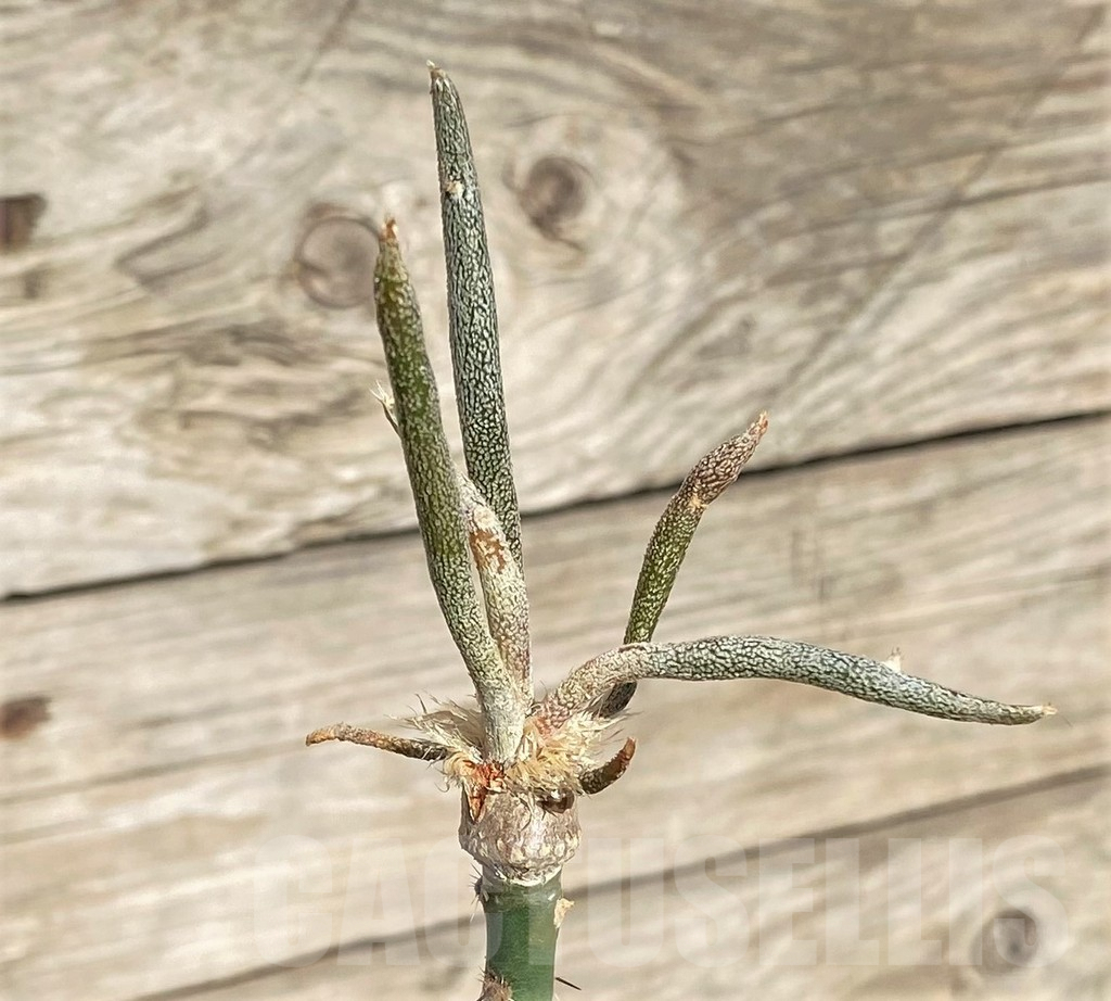SHPR34245 Astrophytum caput-medusae, grafted
