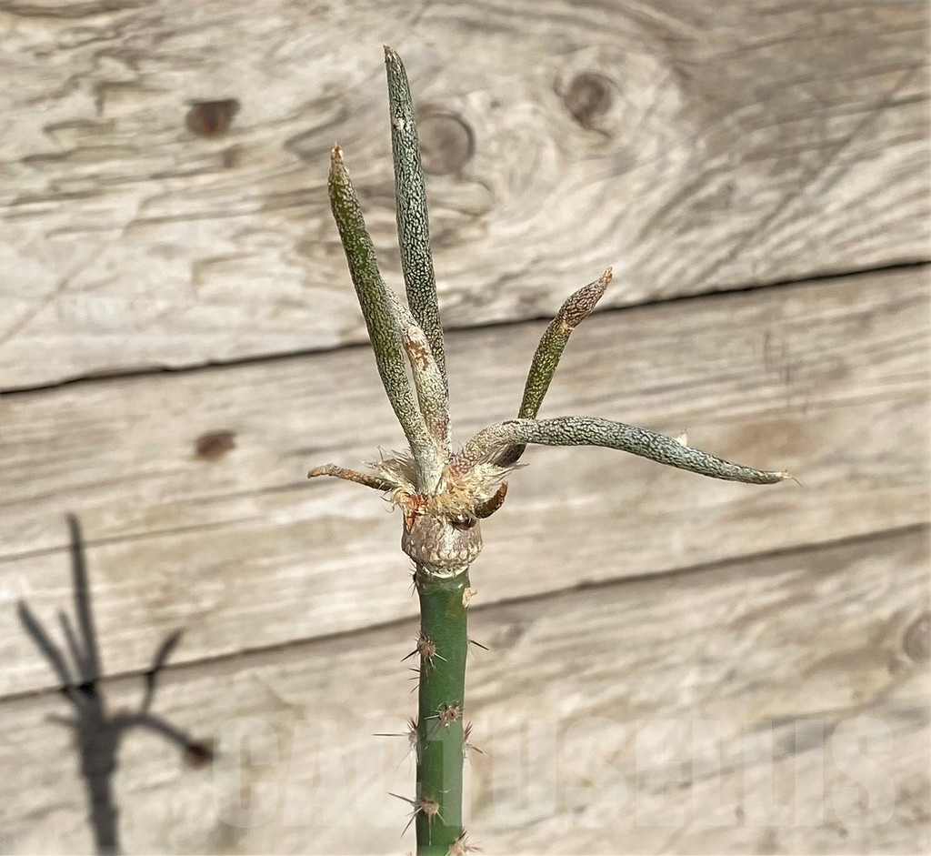 SHPR34245 Astrophytum caput-medusae, grafted - immagine 2