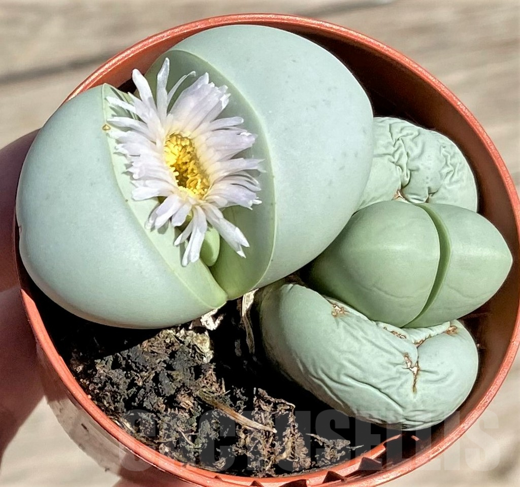 SHPR34278 Argyroderma delaetii, white flower - immagine 2