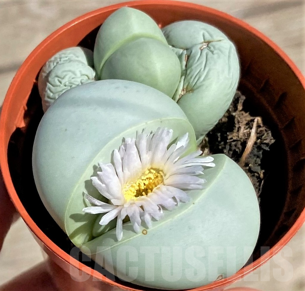 SHPR34278 Argyroderma delaetii, white flower