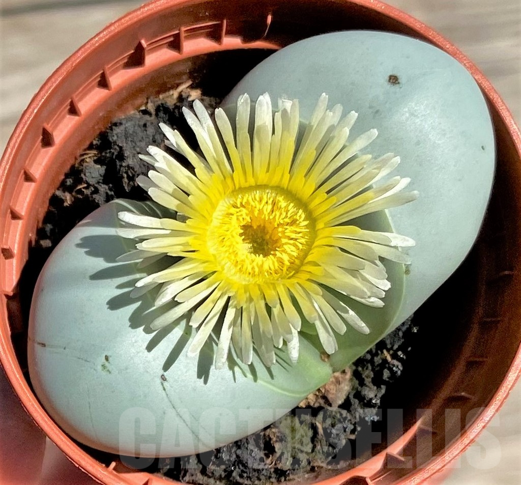 SHPR34277 Argyroderma delaetii