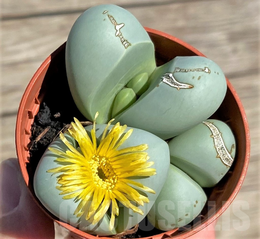 SHPR34276 Argyroderma delaetii