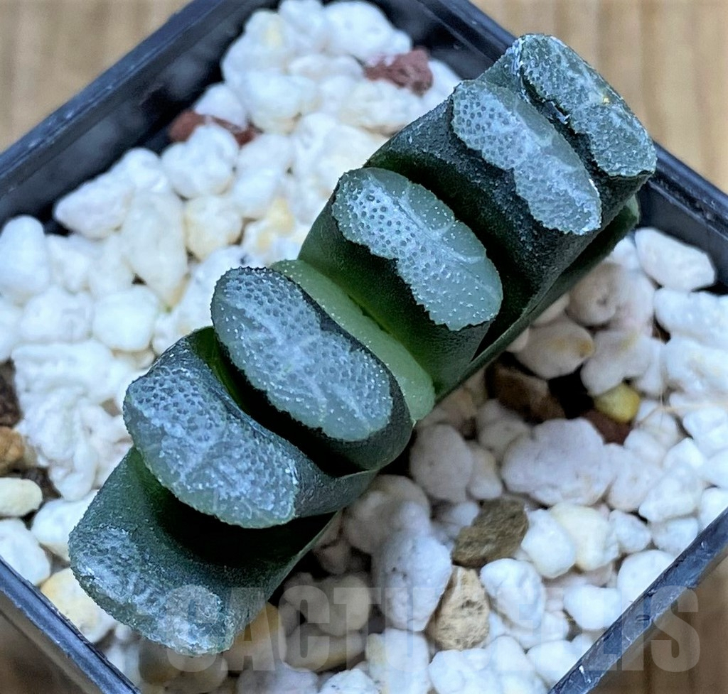 SHPR34285 Haworthia truncata -Japan-