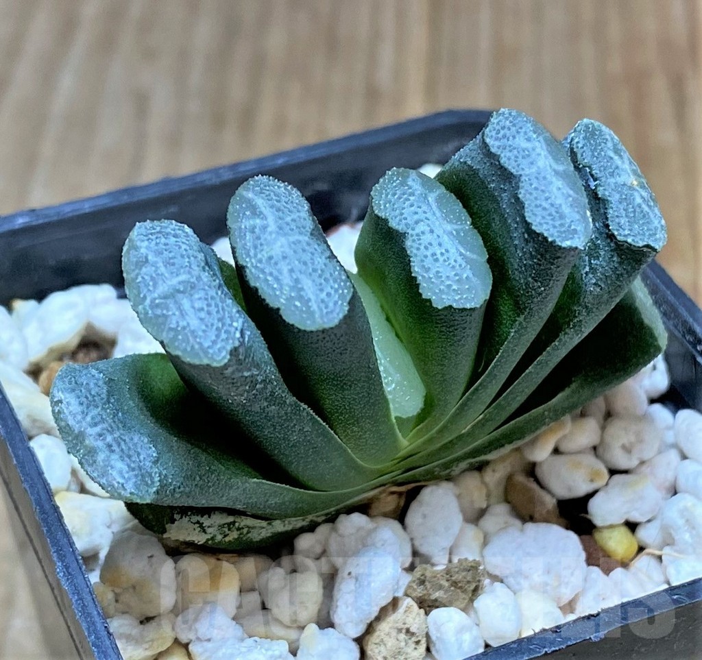 SHPR34285 Haworthia truncata -Japan- - 画像 (2)