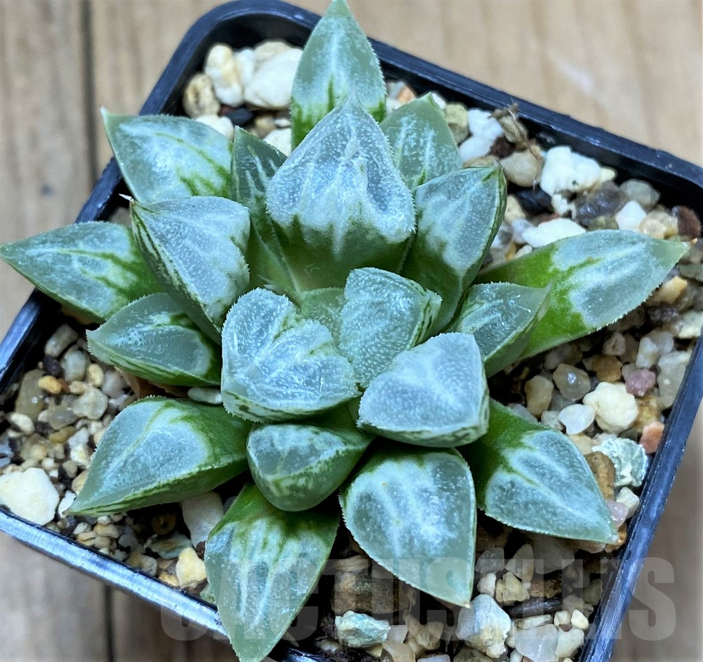 SHPR34296 Haworthia 'Love Heart' - Imagen 2