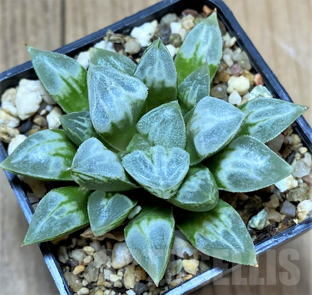SHPR34296 Haworthia 'Love Heart'
