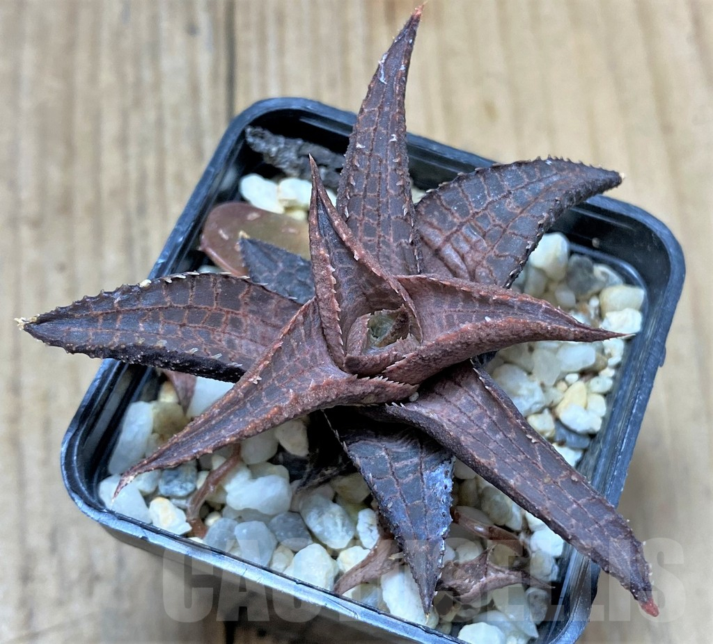 SHPR34305 Haworthia venosa ssp. tessellata ES2388 - Зображення 2