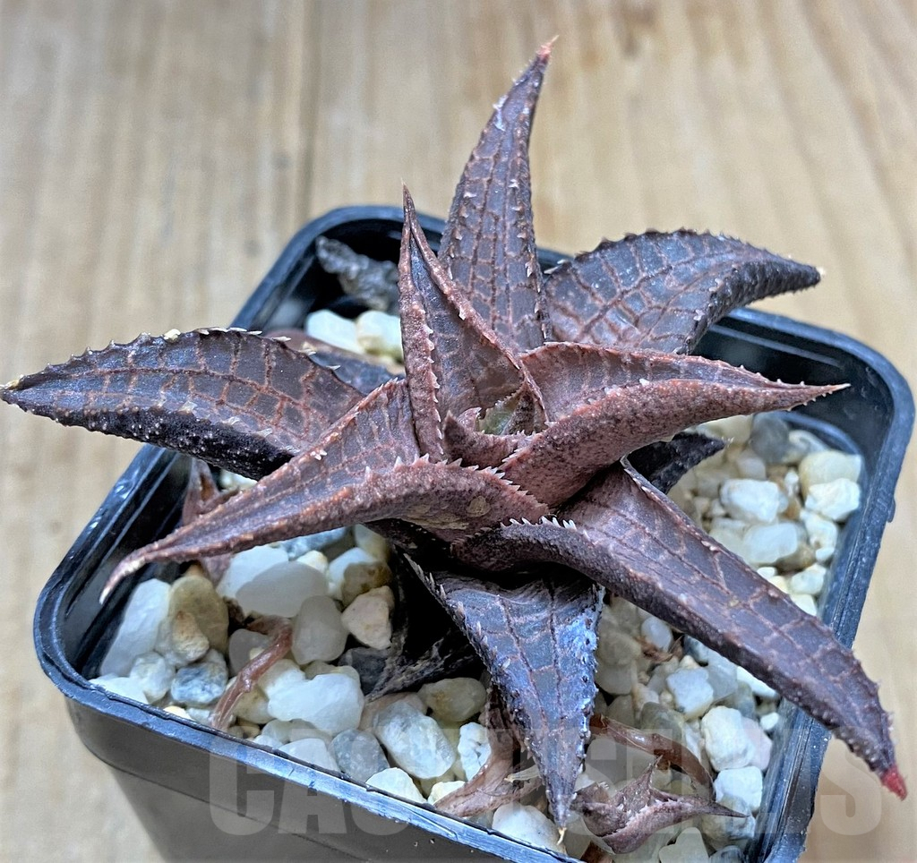 SHPR34305 Haworthia venosa ssp. tessellata ES2388