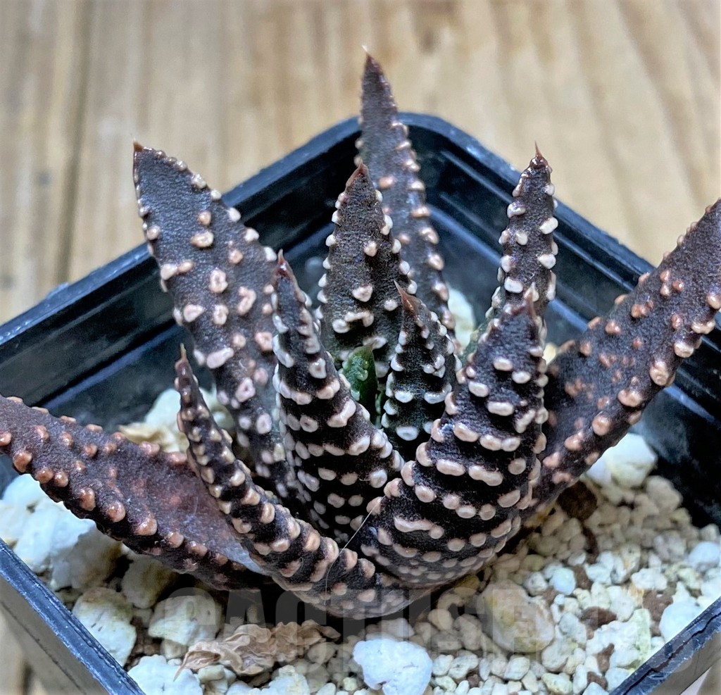SHPR34306 Haworthia pumila G268 SH select - Зображення 2