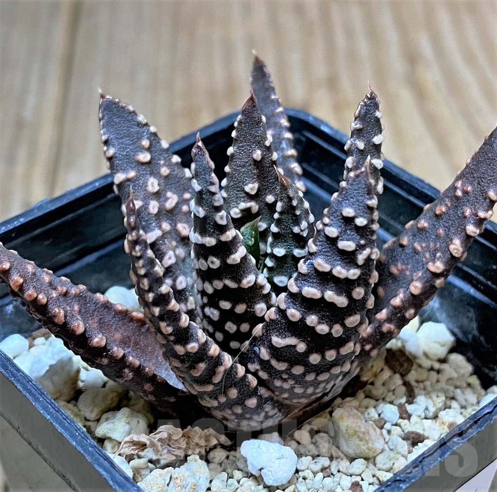 SHPR34306 Haworthia pumila G268 SH select