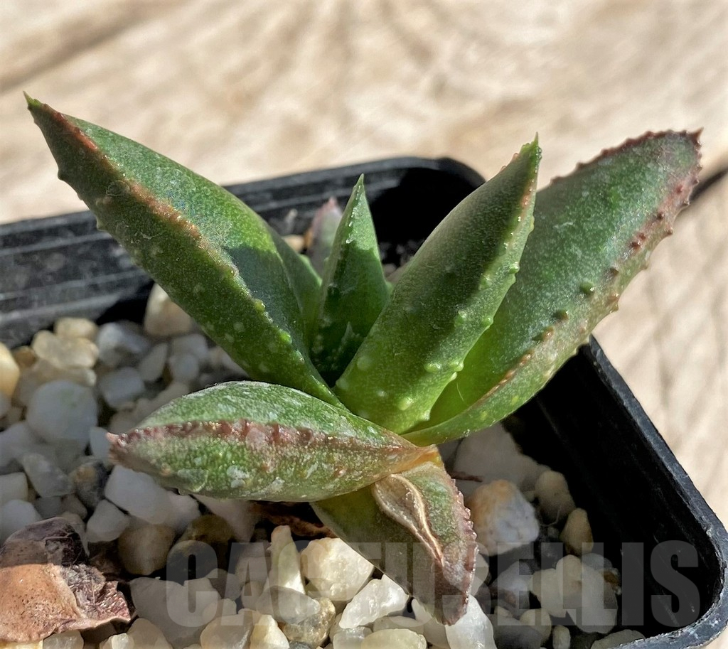 SHPR34310 Astroloba bullulata x Haworthia pumila