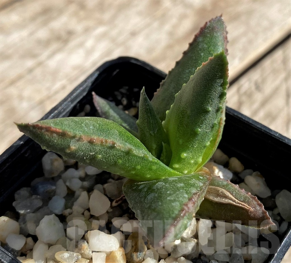SHPR34310 Astroloba bullulata x Haworthia pumila - Зображення 2