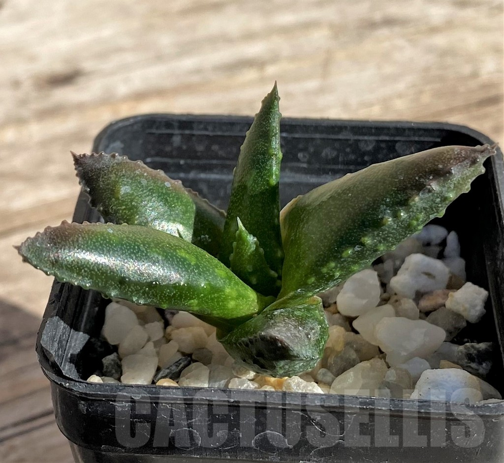 SHPR34311 Astroloba bullulata x Haworthia pumila