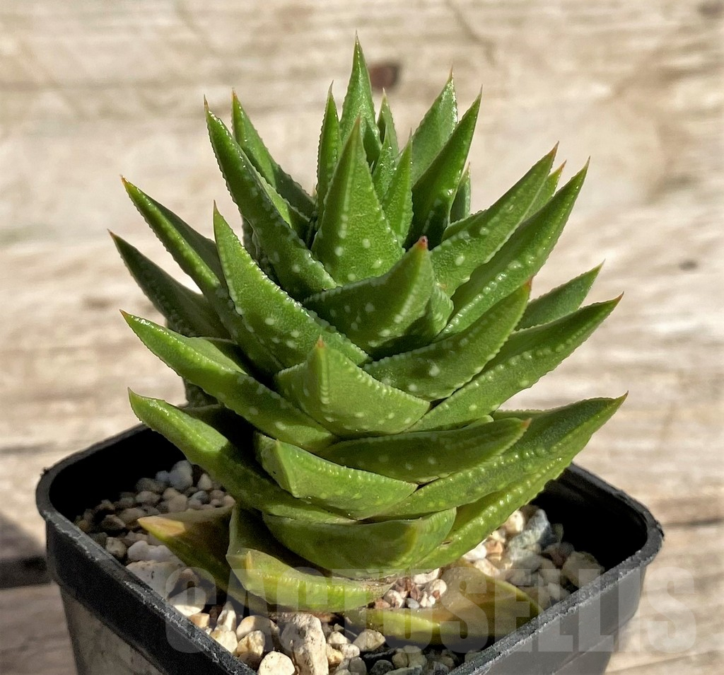 SHPR34312 Astroloba foliolosa x Haworthia pumila - Image 2