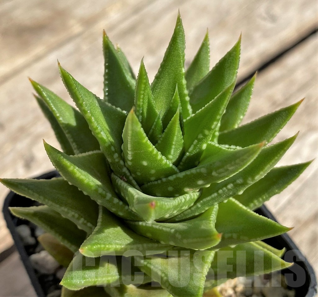 SHPR34312 Astroloba foliolosa x Haworthia pumila
