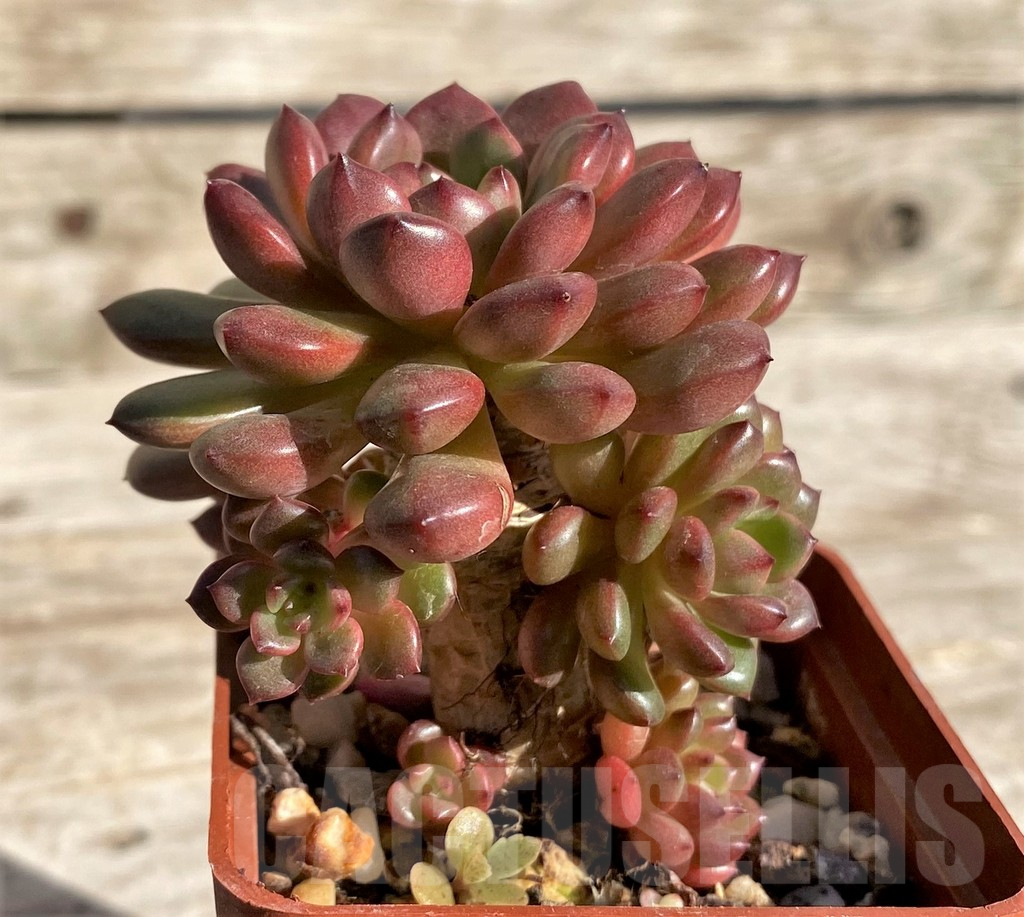 SHPR34315 Sedeveria ‘Pink Ruby’ - Image 2