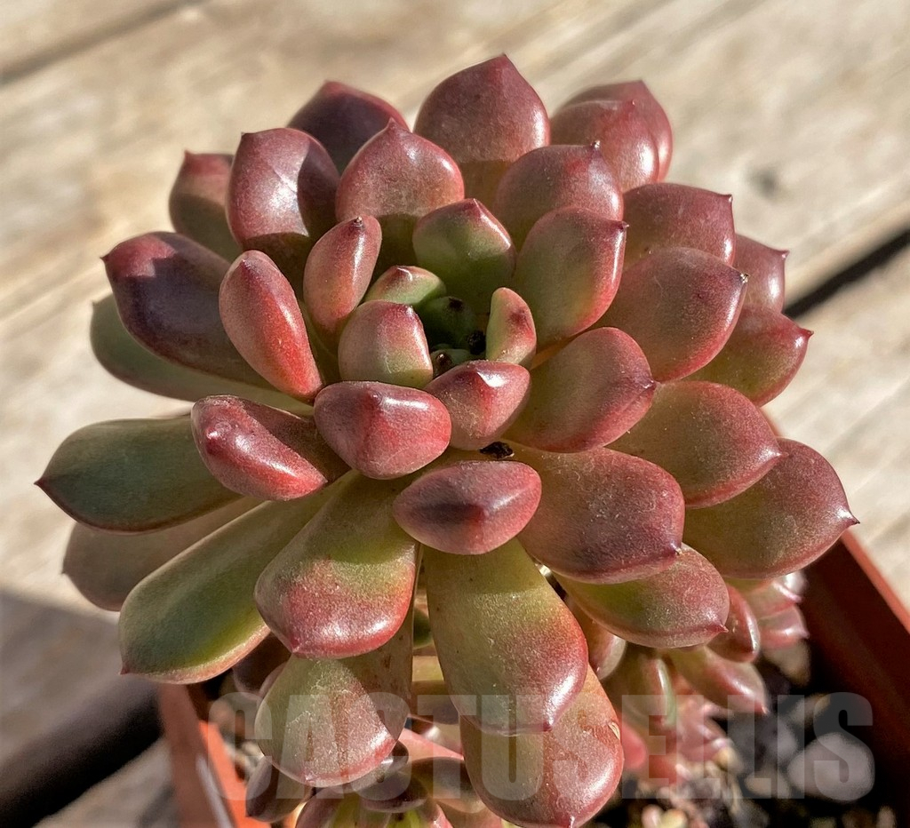 SHPR34315 Sedeveria ‘Pink Ruby’