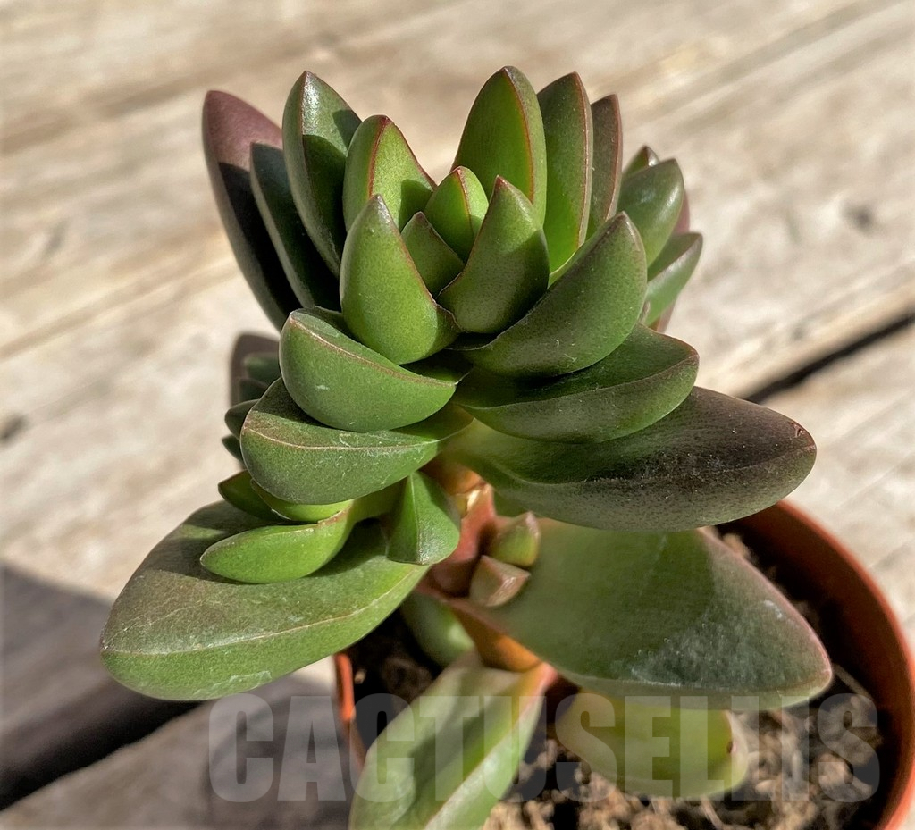 SHPR34316 Crassula ‘Ben’ - Image 2