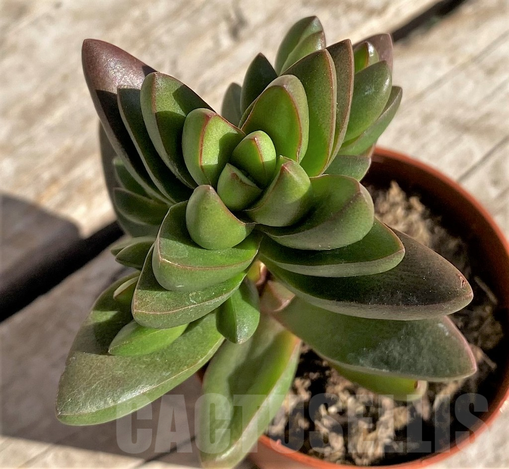 SHPR34316 Crassula ‘Ben’