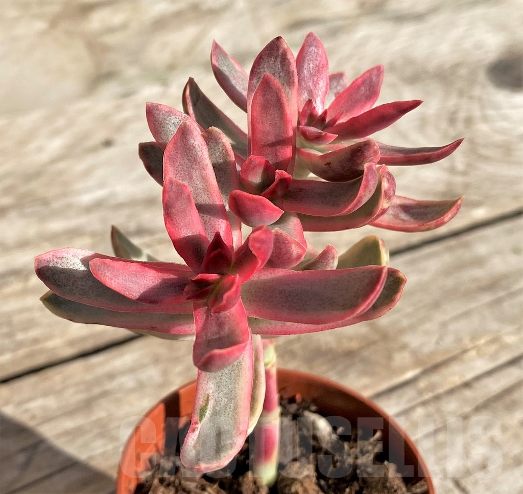 SHPR34317 Crassula rubricaulis 'Candy Cane'