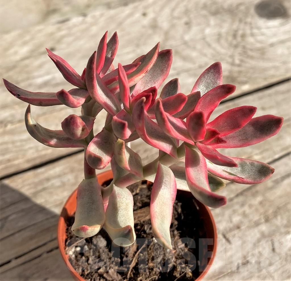 SHPR34317 Crassula rubricaulis 'Candy Cane' - Image 2