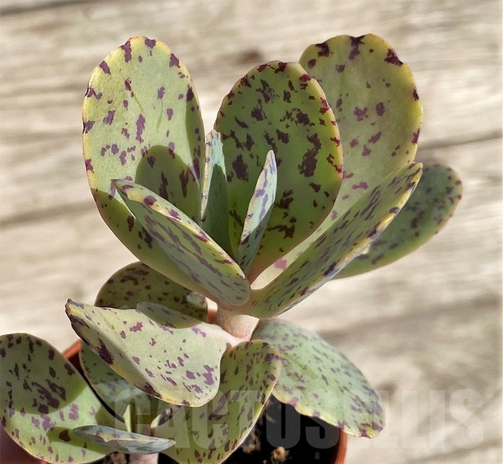 SHPR34335 Kalanchoe marmorata