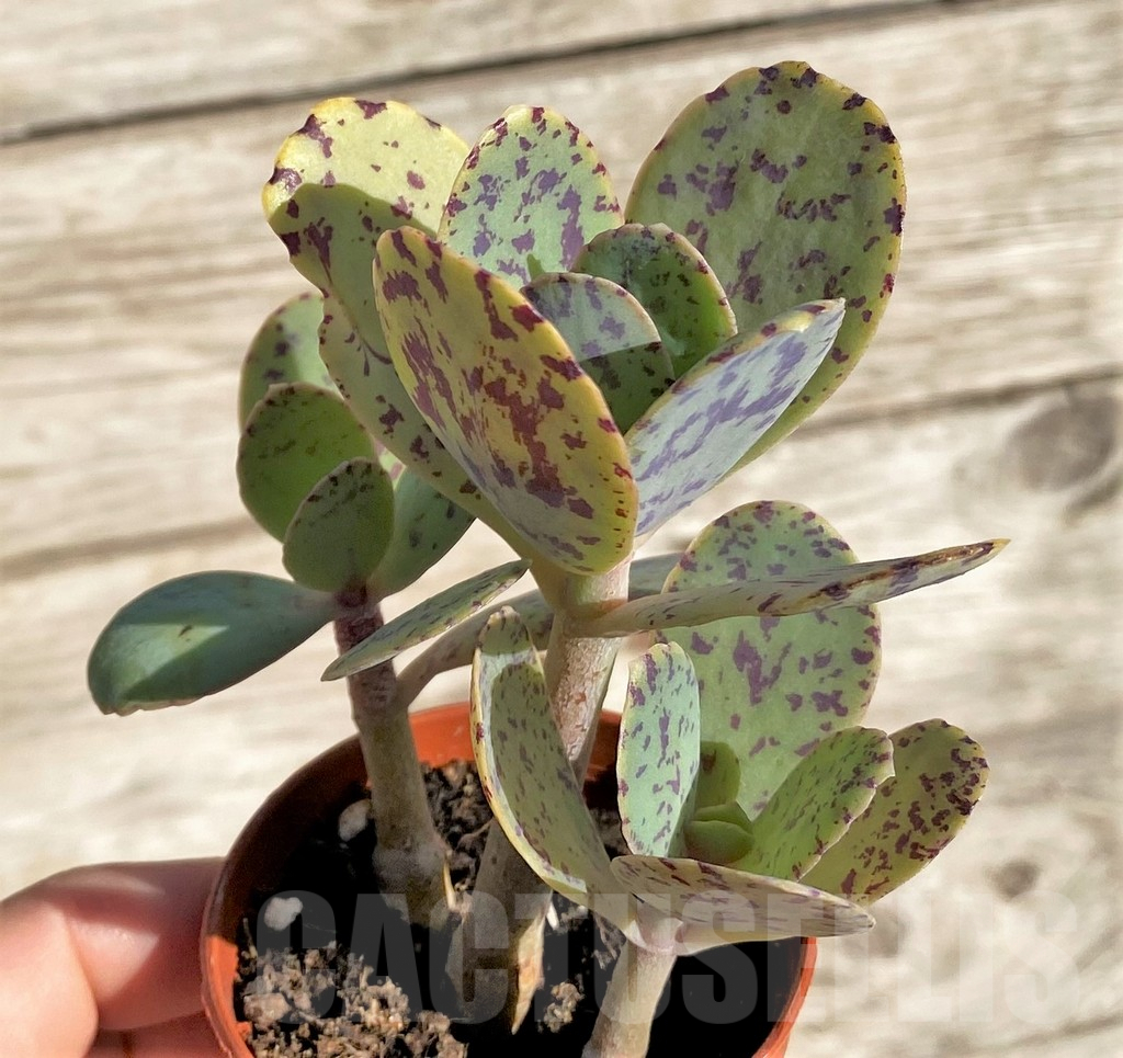 SHPR34335 Kalanchoe marmorata - Image 2