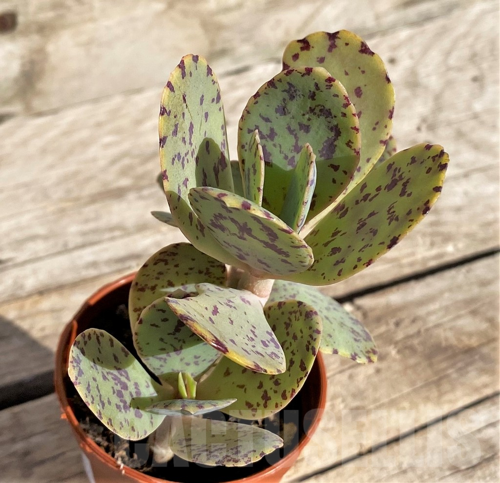 SHPR34335 Kalanchoe marmorata - Image 3