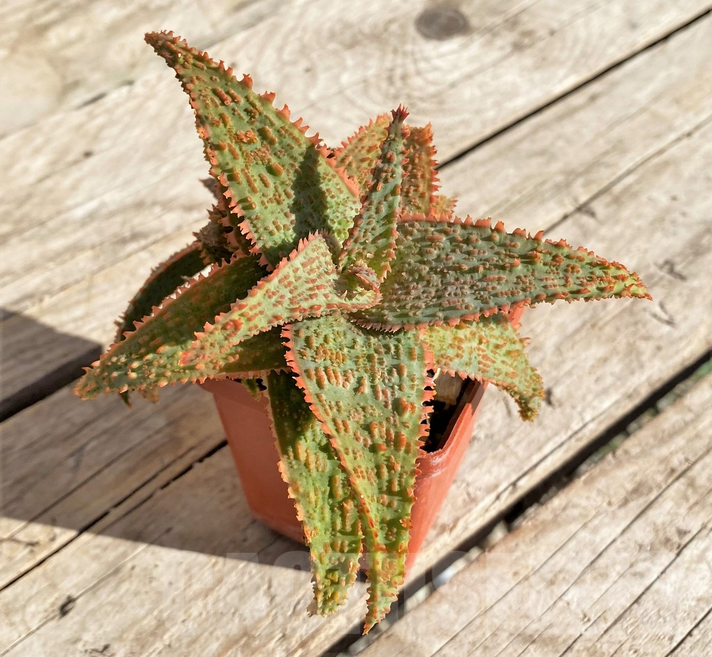 SHPR34320 Aloe ? x 'Vito' - Image 3