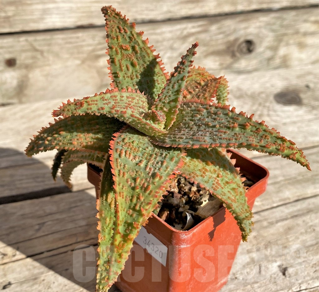 SHPR34320 Aloe ? x 'Vito'