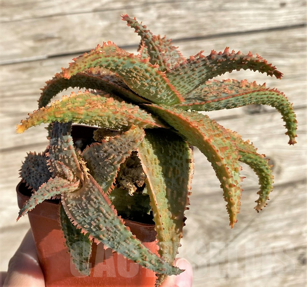 SHPR34320 Aloe ? x 'Vito' - Image 2