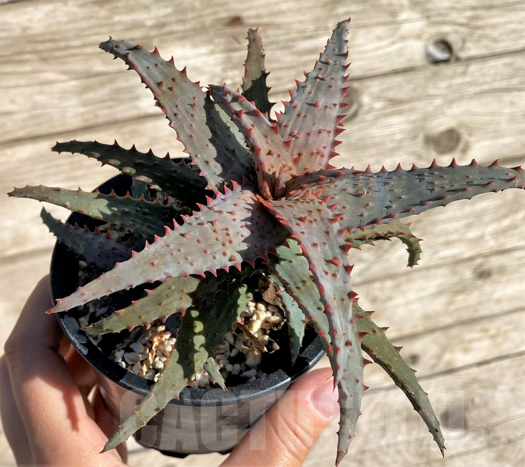 SHPR34321 Aloe castilloniae hybrid – Bild 2