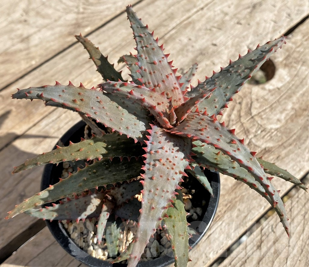 SHPR34321 Aloe castilloniae hybrid