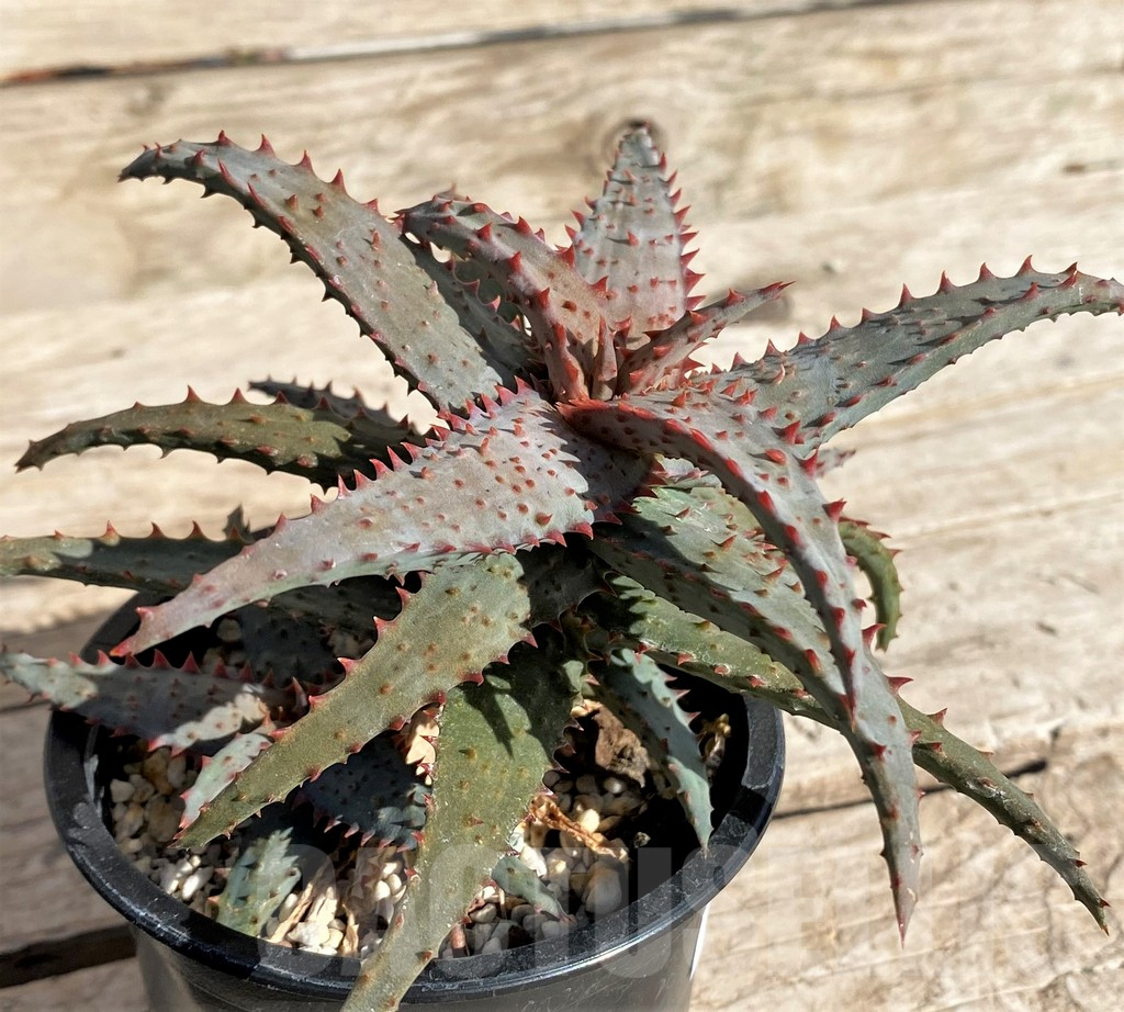 SHPR34321 Aloe castilloniae hybrid – Bild 3